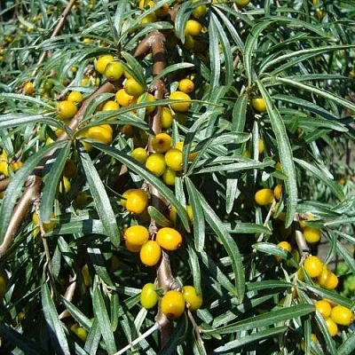 Облепиха ЖЕЛТОПЛОДНАЯ в Владивостоке