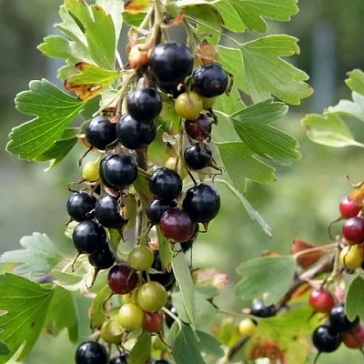 Смородина золотистая ПЛОТНОМЯСАЯ  Смородина золотистая ПЛОТНОМЯСАЯ в Владивостоке
