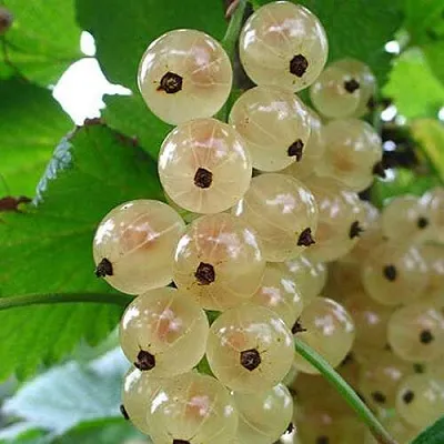 Смородина белая ЮТЕРБОРГСКАЯ  Смородина белая ЮТЕРБОРГСКАЯ в Владивостоке