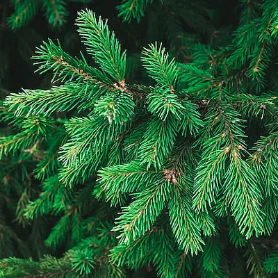 Ель в Владивостоке