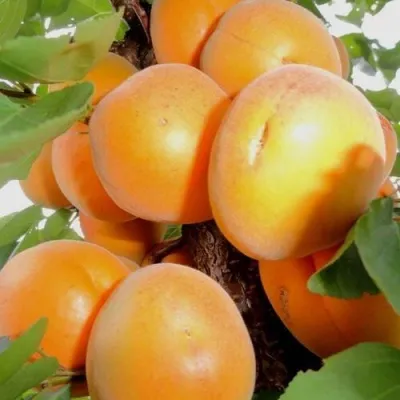 Абрикос ДЕСЕРТНЫЙ — описание сорта Абрикос ДЕСЕРТНЫЙ в Владивостоке