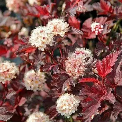 Пузыреплодник ЛЕДИ ИН РЕД  Пузыреплодник ЛЕДИ ИН РЕД в Владивостоке