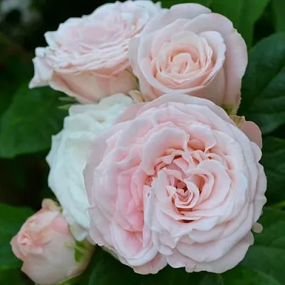 Саженцы роз БОМБАСТИК спрей в Владивостоке