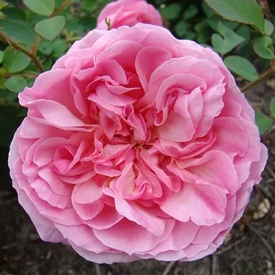 Саженцы роз ХАЙДИ ХОЛЛ английская  Саженцы роз ХАЙДИ ХОЛЛ английская в Владивостоке