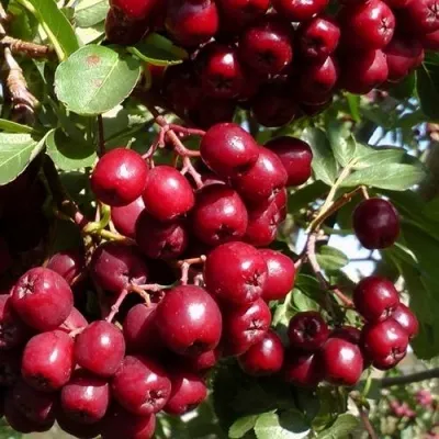 Рябина ГРАНАТНАЯ сладкоплодная — описание сорта Рябина ГРАНАТНАЯ сладкоплодная в Владивостоке