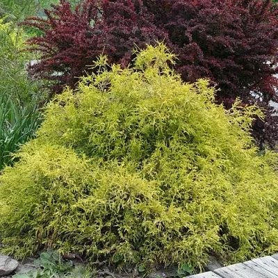 Кипарисовик ГОЛДЕН МОП горохоплодный в Владивостоке