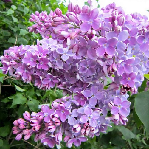 Сирень ОЛЯ в Владивостоке