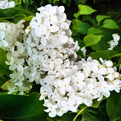 Сирень МАЛЕНЬКИЙ ПРИНЦ в Владивостоке