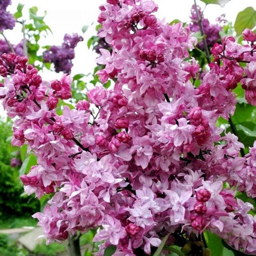 Сирень ОЛИМПИАДА КОЛЕСНИКОВА в Владивостоке