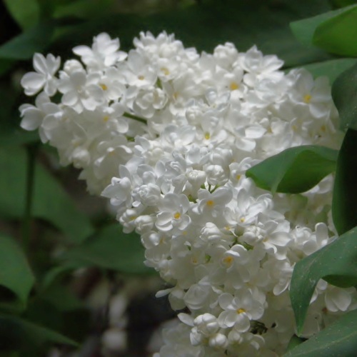 Сирень РУССКИЙ СЕВЕР в Владивостоке