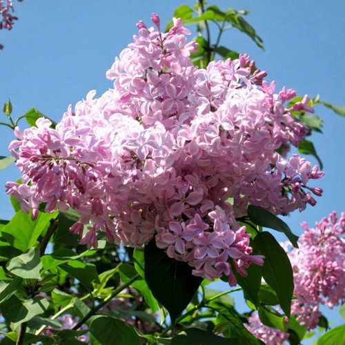 Сирень БУФФОН в Владивостоке