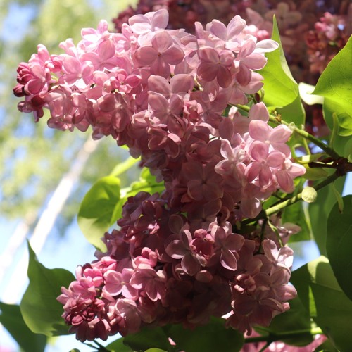 Сирень МЕДОВЫЙ СПАС в Владивостоке