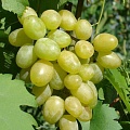 Виноград в Владивостоке