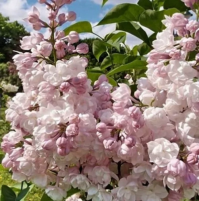 Сирень КРАСАВИЦА МОСКВЫ (привитая) в Владивостоке