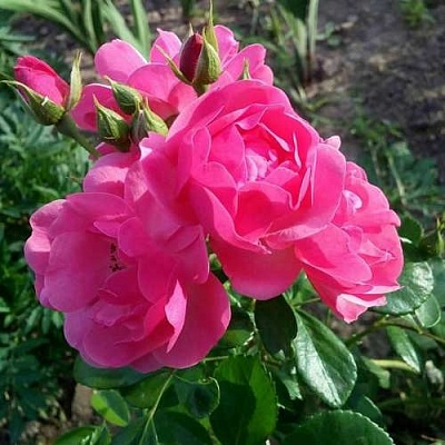 Роза АНГЕЛА флорибунда в Владивостоке