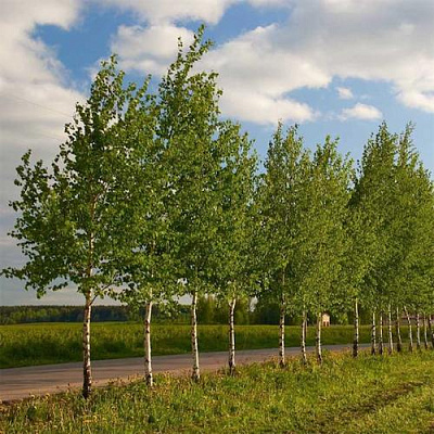 Береза обыкновенная в Владивостоке