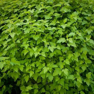 Зеленый в Владивостоке