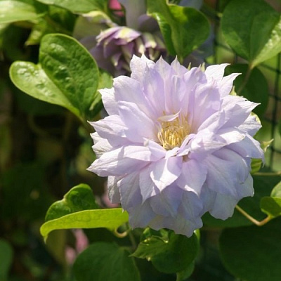 Клематис БЕЛЬ ОФ ВОРКИНГ в Владивостоке