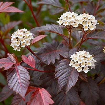 Бордовый в Владивостоке