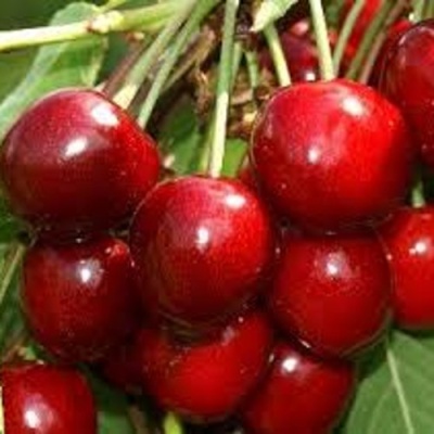Черешня МИНЧАНКА в Владивостоке