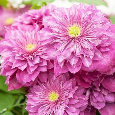 Клематис КАЙЗЕР в Владивостоке