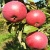 Яблоня ВАЛЮТА колонновидная в Владивостоке