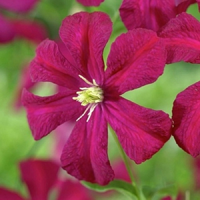 Клематис МАДАМ ДЖУЛИЯ КОРРЕВОН в Владивостоке