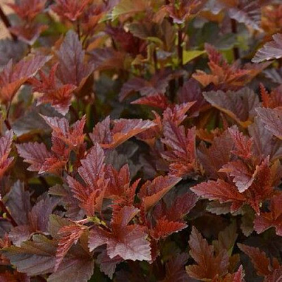 Красный в Владивостоке