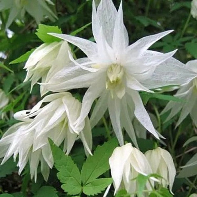 Княжик АЛЬБИНА ПЛЕНА белый махровый в Владивостоке