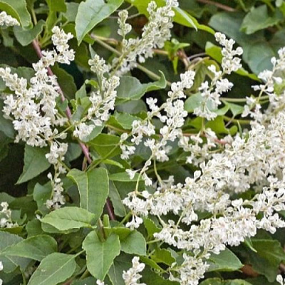 Фаллопия АУБЕРТА в Владивостоке