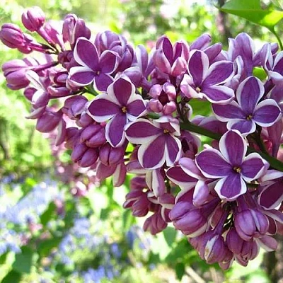 Сирень СЕНСАЦИЯ (привитая) в Владивостоке