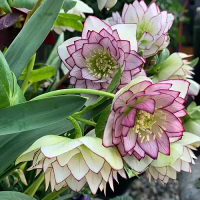 Морозник ДАБЛ ЭЛЕН ПИКОТИ восточный в Владивостоке