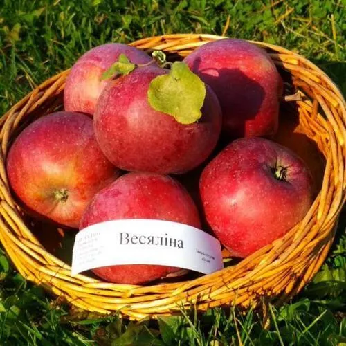 Яблоня ВЕСЯЛИНА в Владивостоке